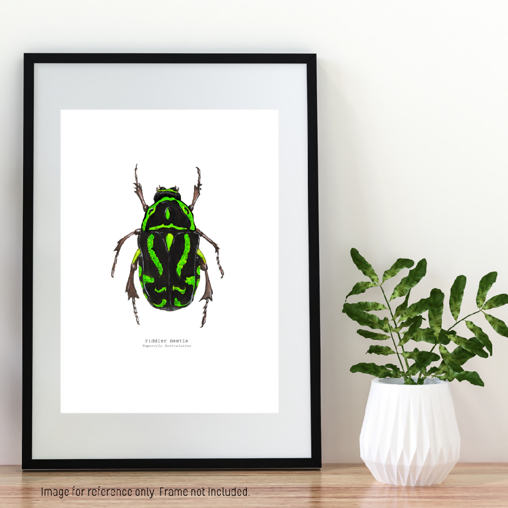 the fauna series - fiddler beetle