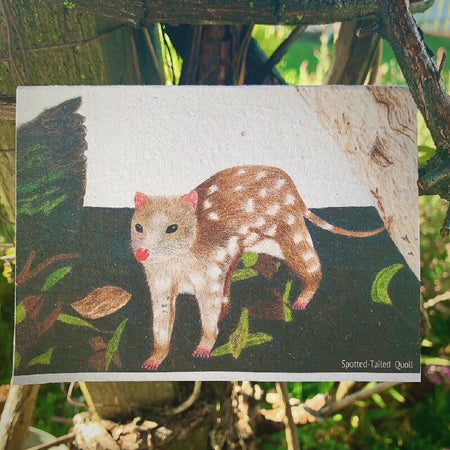 Tasmanian Spotted Tailed Quoll Illustrated Seeded Paper Greeting Card