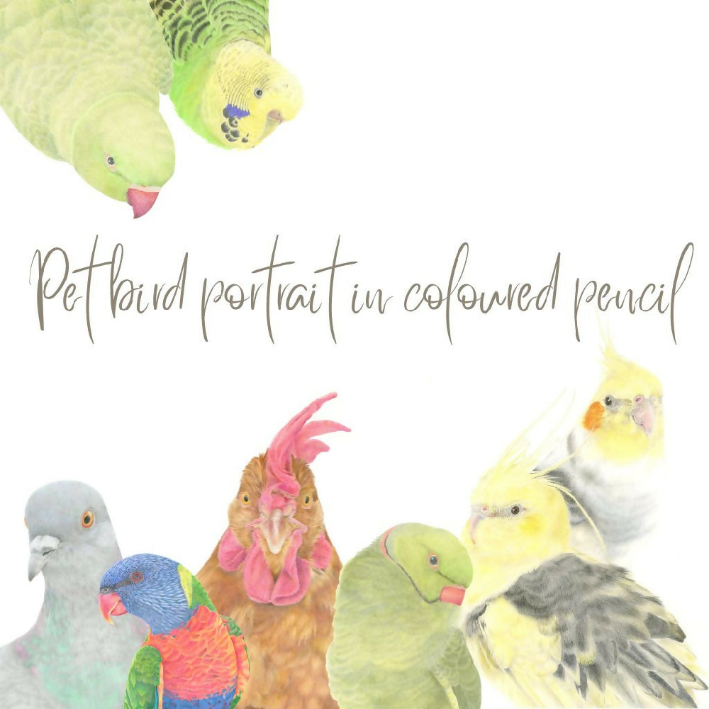 pet bird portraitincoloured pencilformadeit