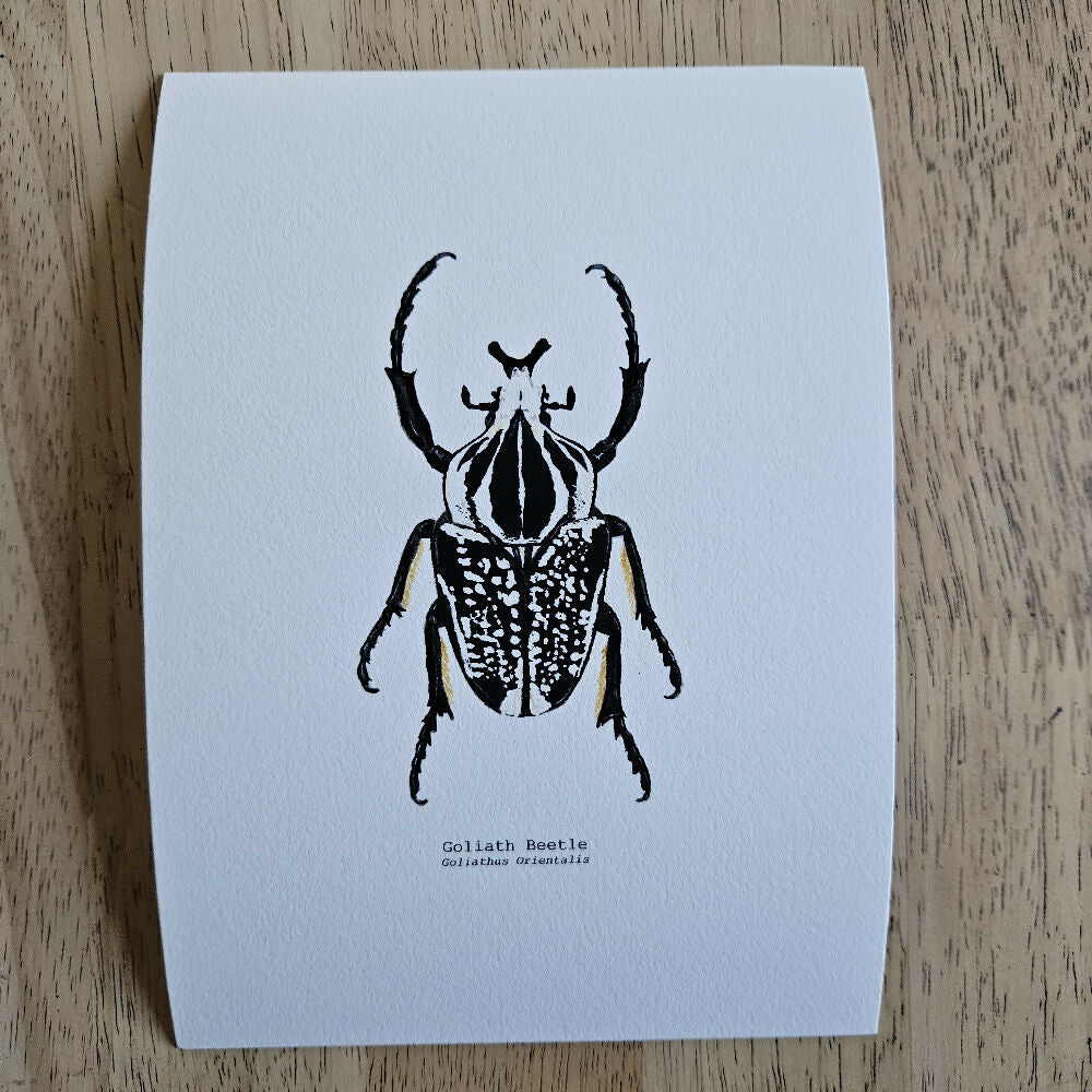 the fauna series - goliath beetle