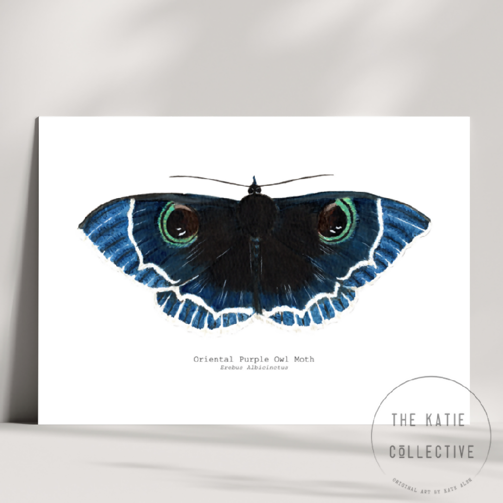 the katie collective - oriental purple owl moth