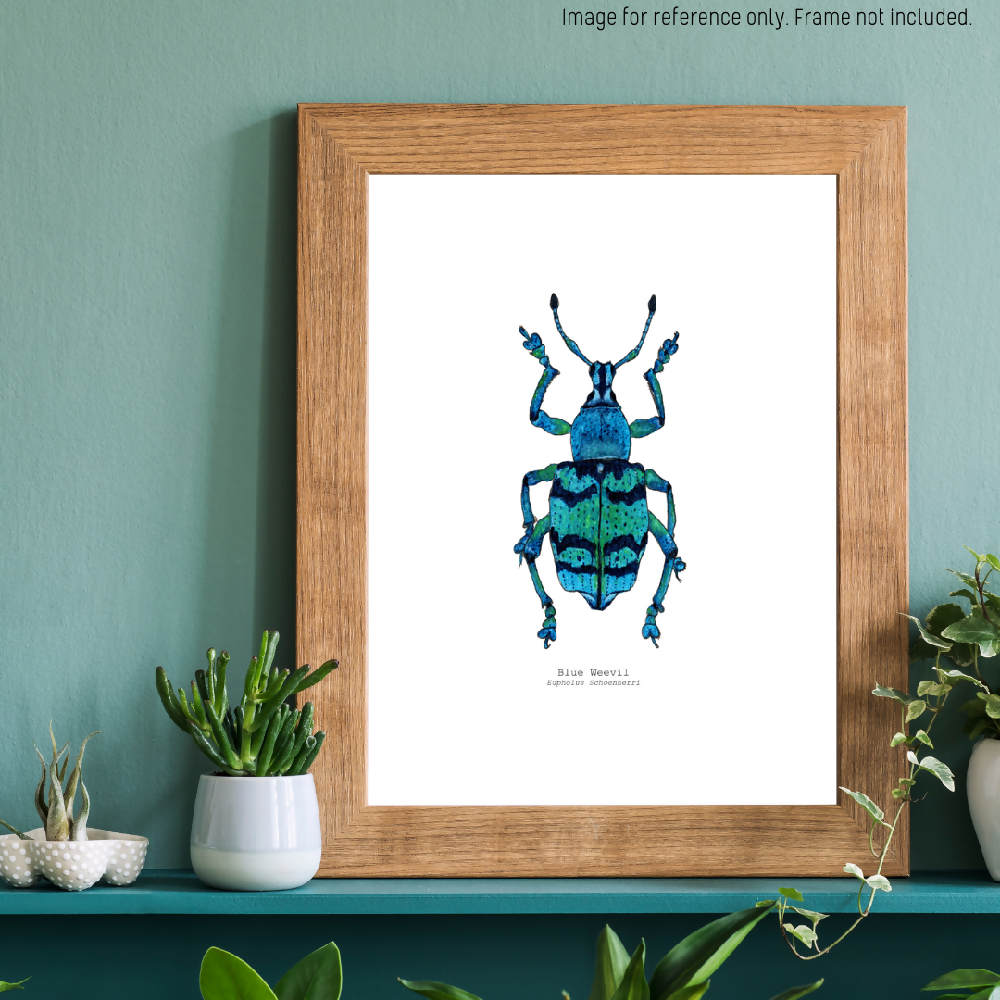 the fauna series - blue weevil