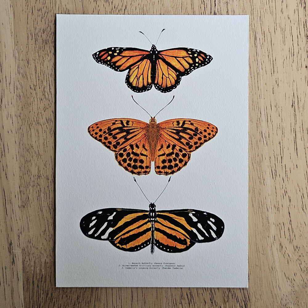 at print - the fauna series - orange butterfly trio