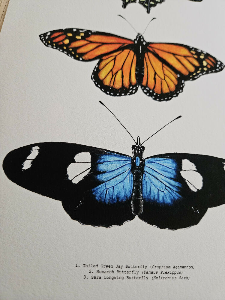 fauna series - butterfly trio