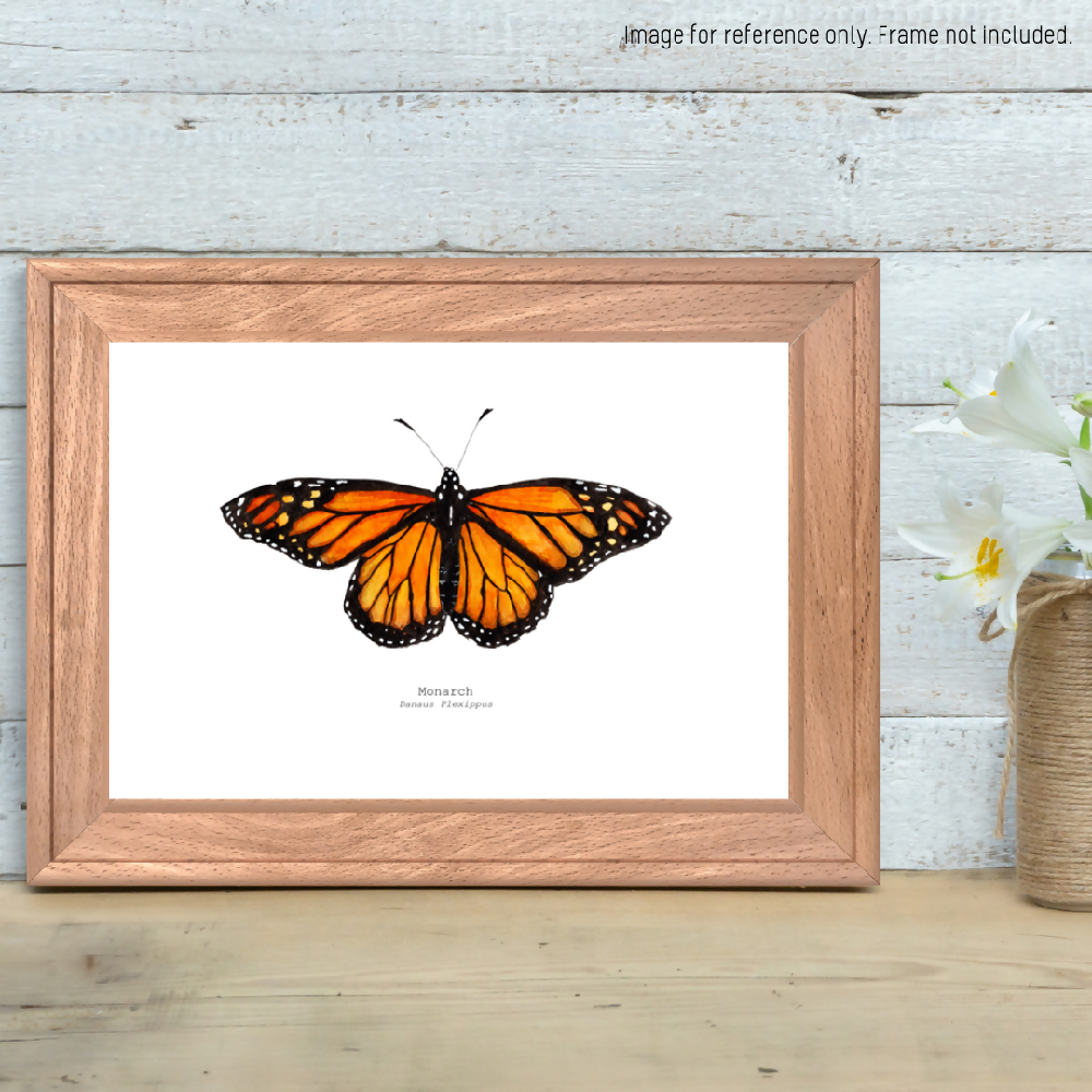 the fauna series - monarch butterfly