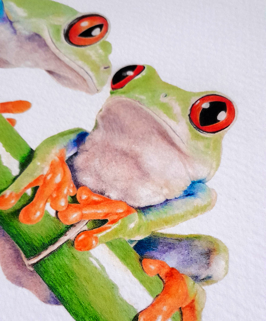 Red-Eyed Tree Frogs | Fine Art Print Reproduction | Wall Art