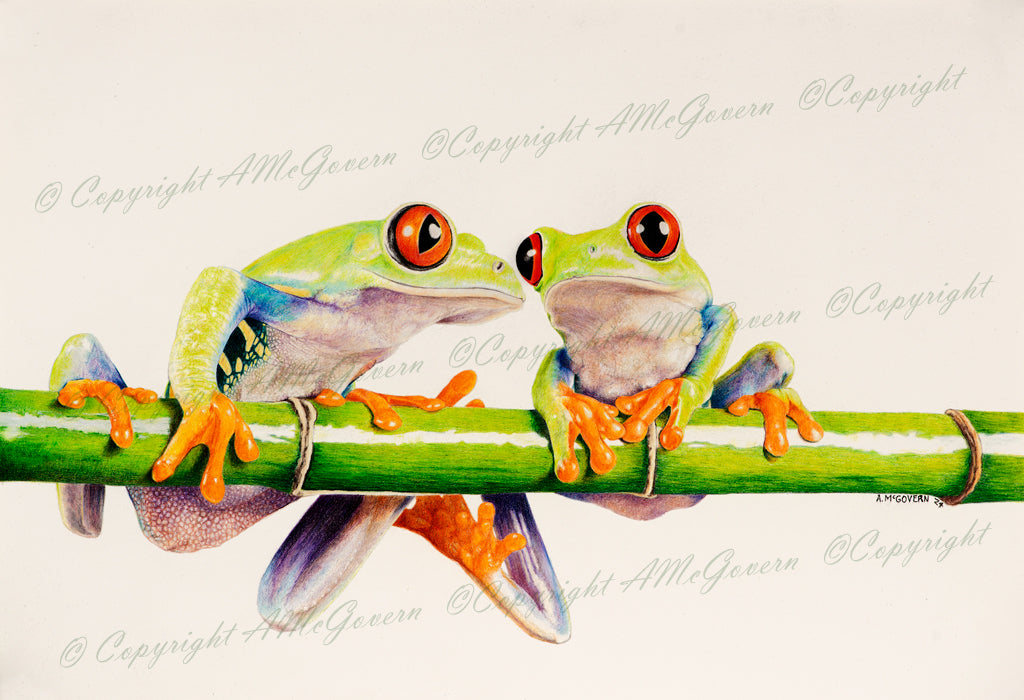 Red-Eyed Tree Frogs | Fine Art Print Reproduction | Wall Art