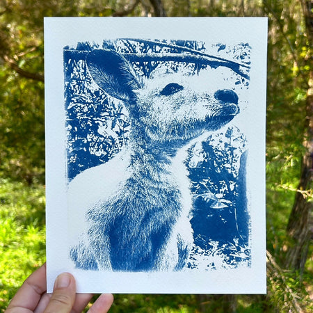 Kangaroo Art Print, Original Cyanotype, 8x10 inches, Wallaby Picture