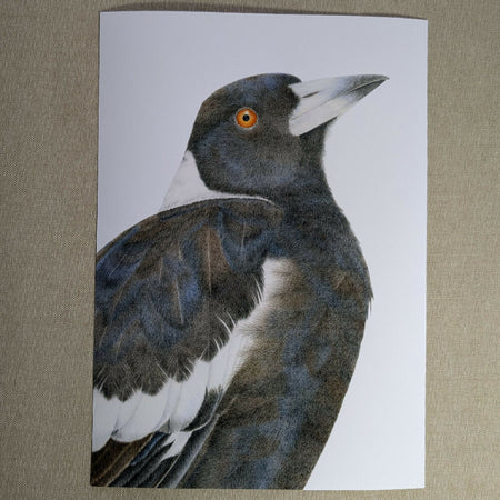 Print of an Australian magpie. A4.