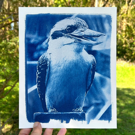 Kookaburra Art Print, Original Cyanotype, 8x10 inch Bird Art Print