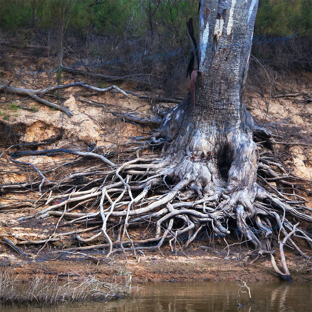 Murray-River-TREE-1024x1024-Watermark-WEB