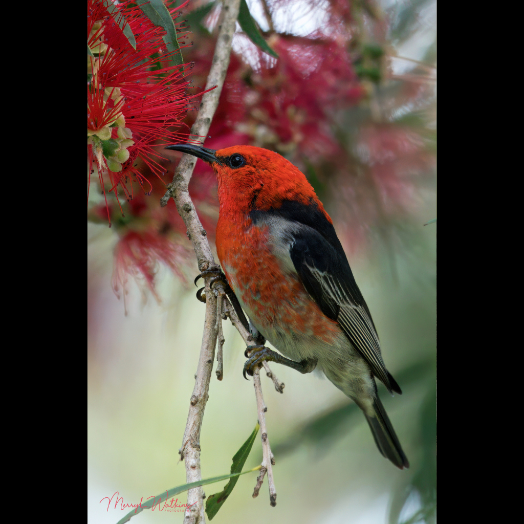 Blank Greeting Card - Male Scarlet Honeyeater