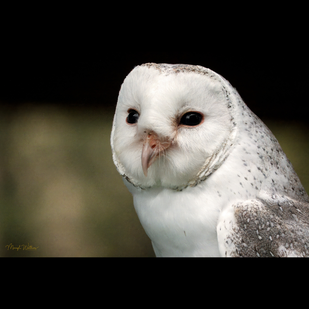 Blank Greeting Card - Barn Owl Photo