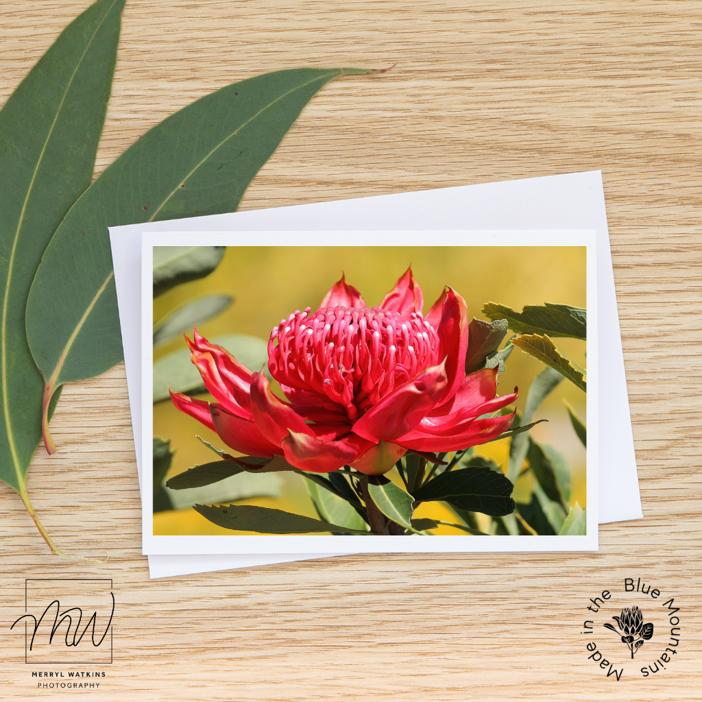 Blank Greeting Card - Waratah with Yellow Background