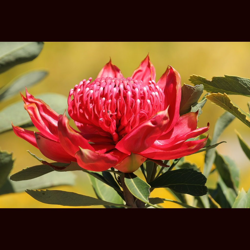 Blank Greeting Card - Waratah with Yellow Background