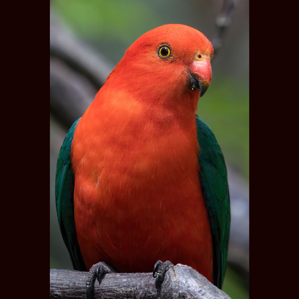 Blank Greeting Card - Male King Parrot