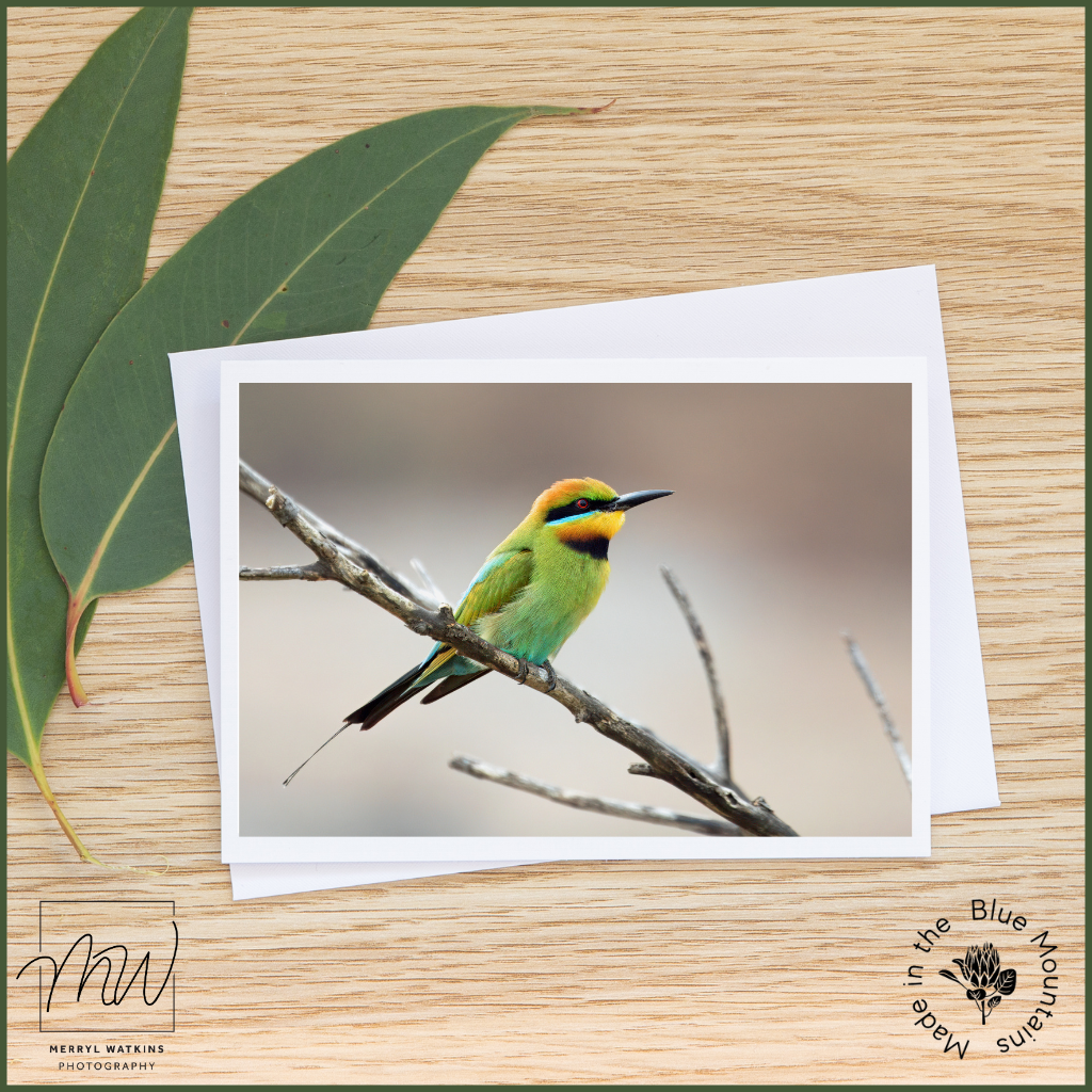 Blank Greeting Card - Male Rainbow Bee-eater Photos