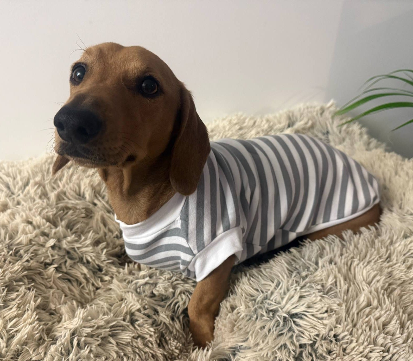 Pet tank top/t-shirt for standard dogs, dachshunds, micro dogs. Pet clothing/costume
