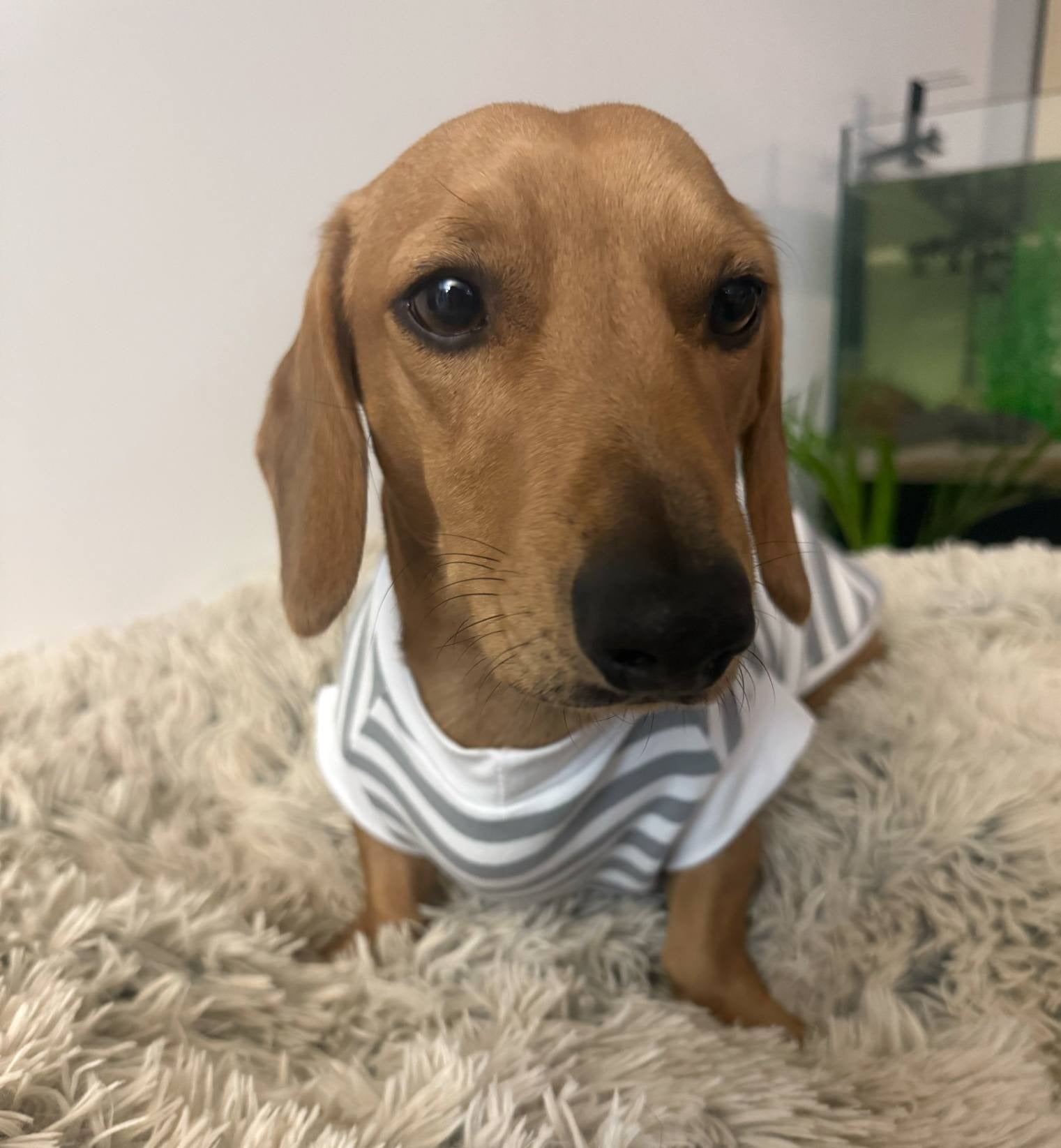 Pet tank top/t-shirt for standard dogs, dachshunds, micro dogs. Pet clothing/costume