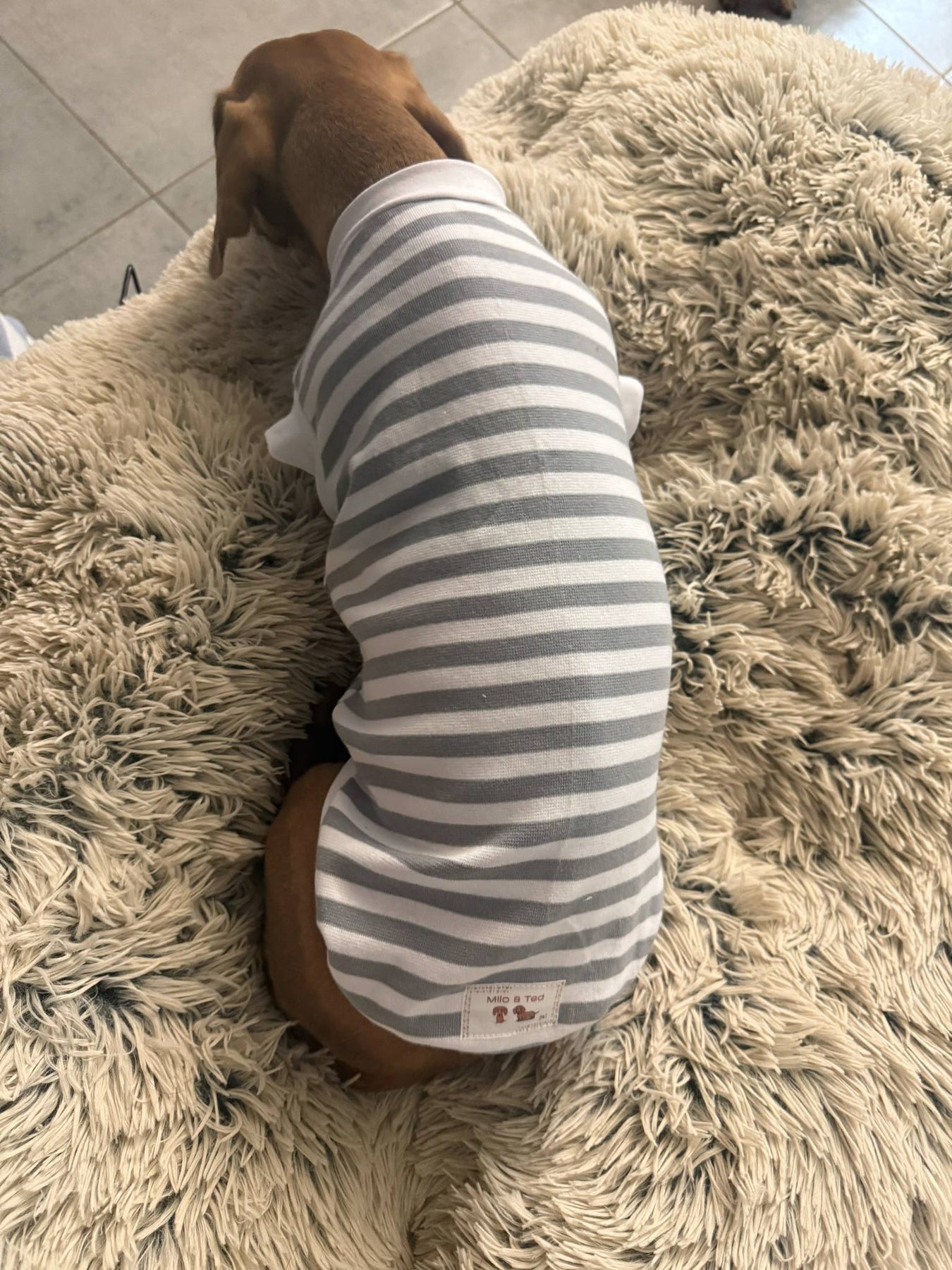 Pet tank top/t-shirt for standard dogs, dachshunds, micro dogs. Pet clothing/costume