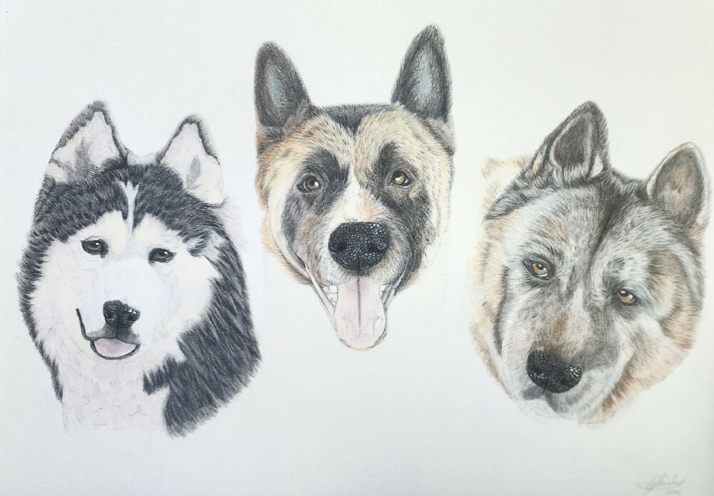 Finished portrait 3 dogs pencil A3