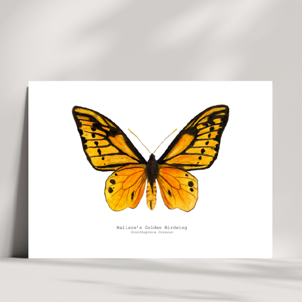 the fauna series - wallaces golden birdwing butterfly