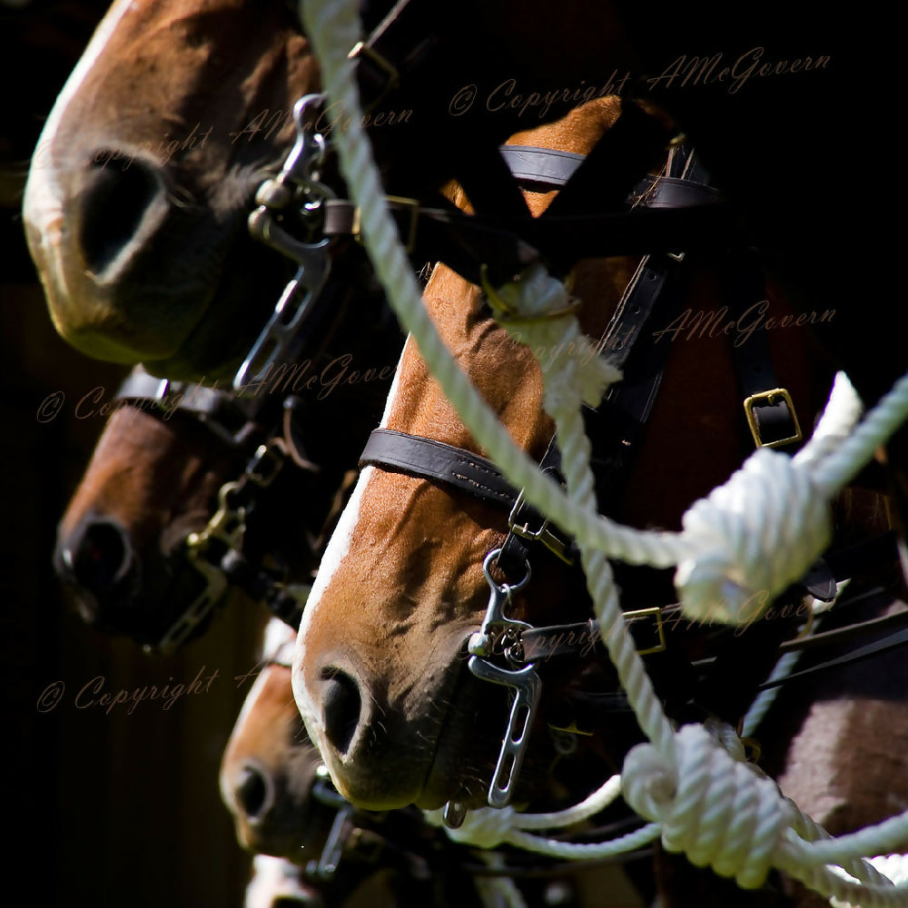 Anzac-Horses-WEB-1024x1024-Watermark