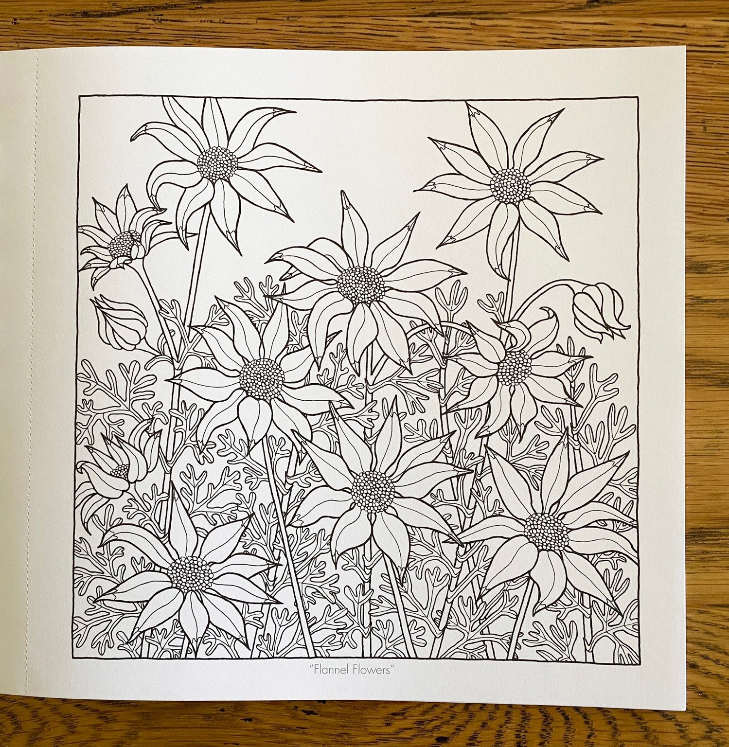 WILD AUSTRALIA Volume 2 - Not just another colouring book. A beautifully presented book of 34 line illustrations for you to colour and frame.