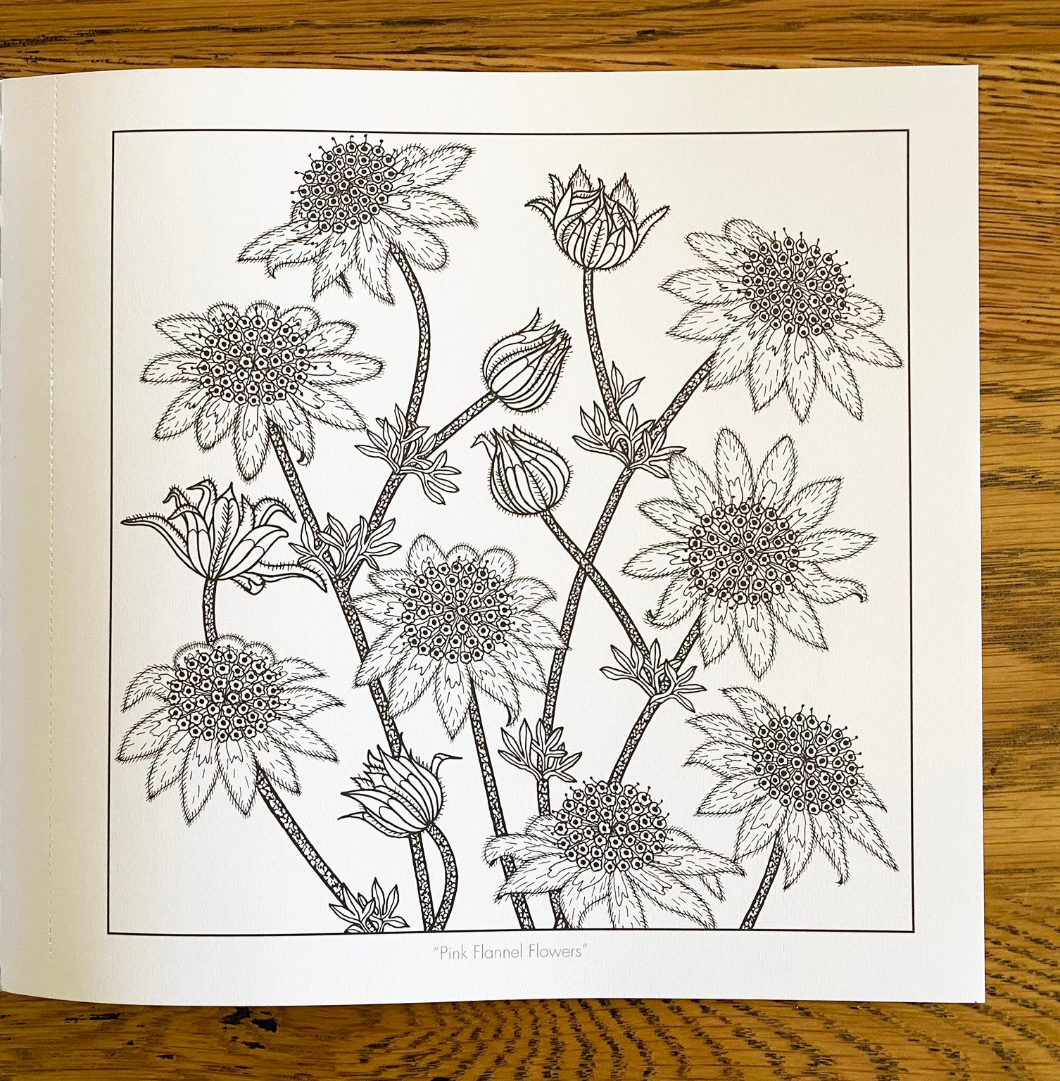 WILD AUSTRALIA Volume 2 - Not just another colouring book. A beautifully presented book of 34 line illustrations for you to colour and frame.