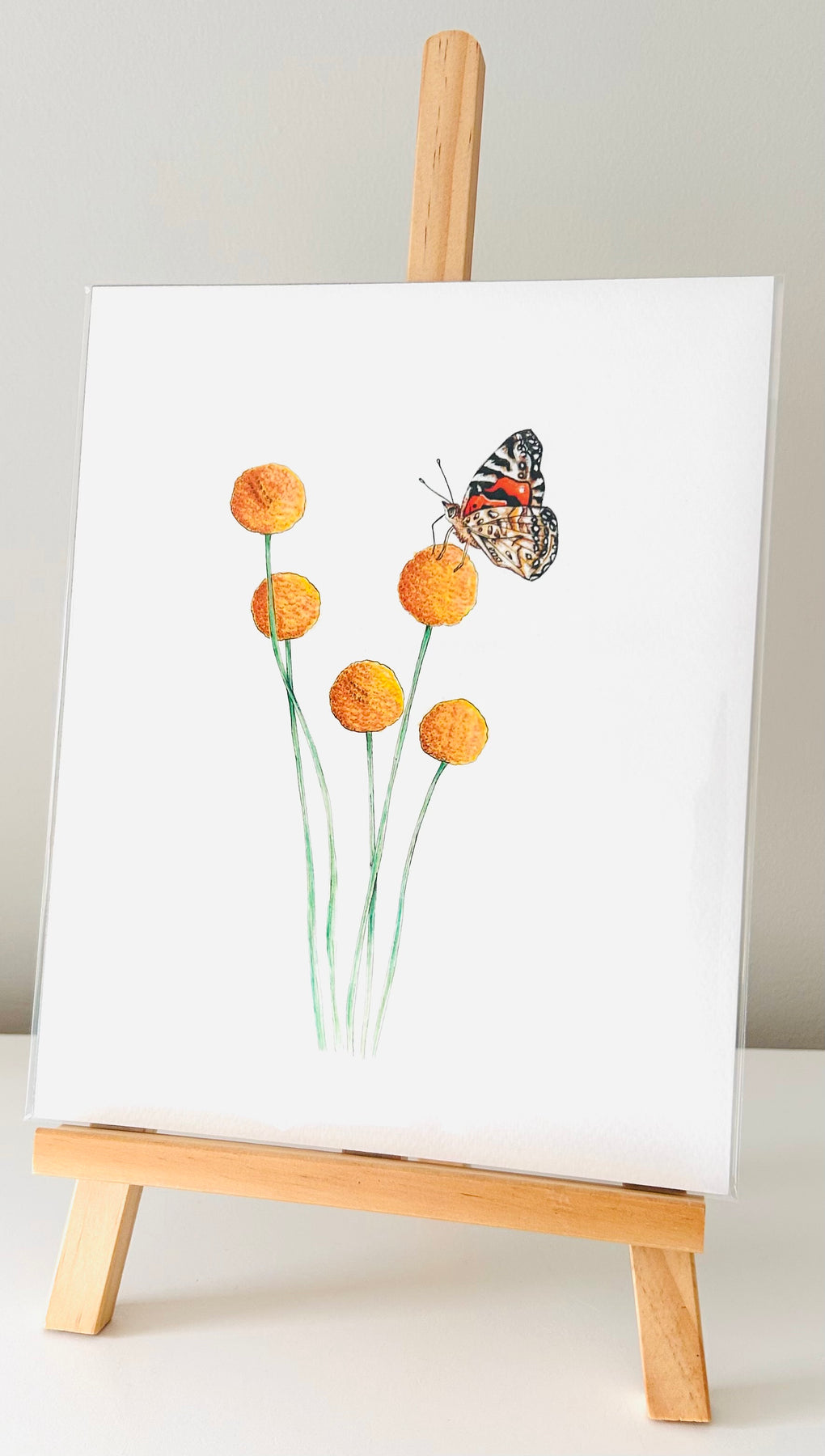 Art Print - Billy Buttons & Australian Painted Lady Butterfly