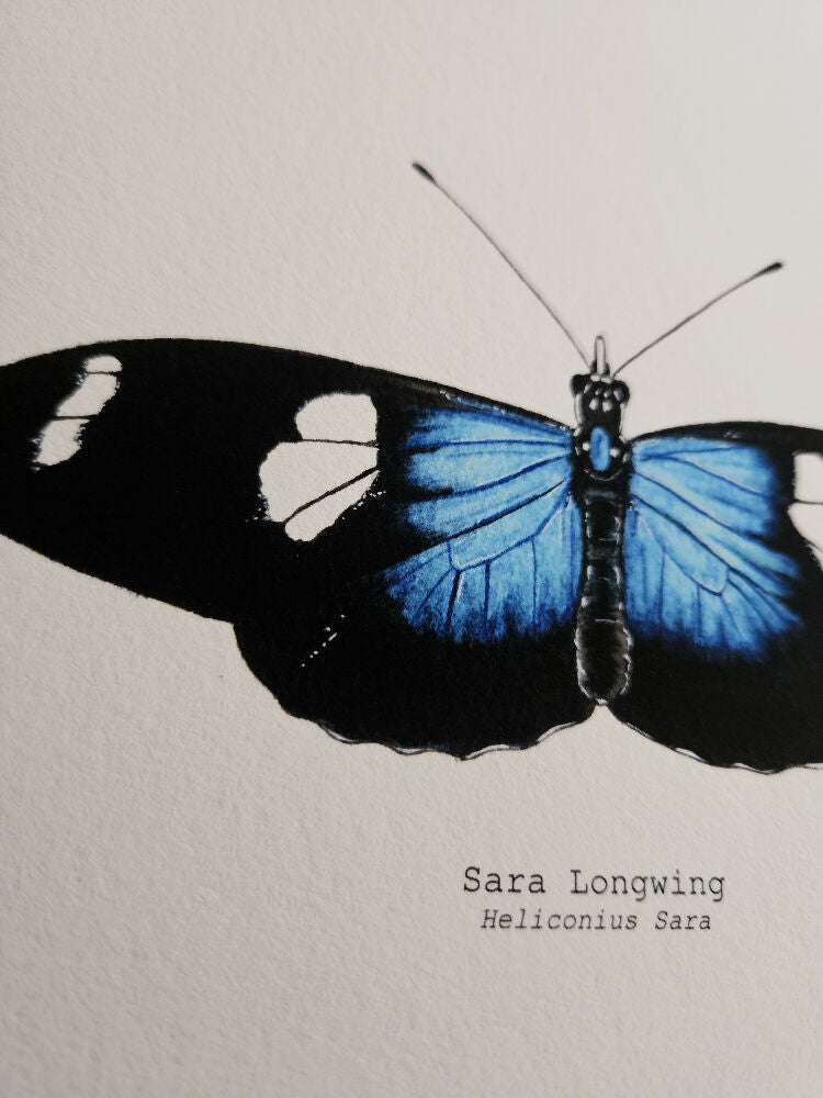 the fauna series - sara longwing butterfly