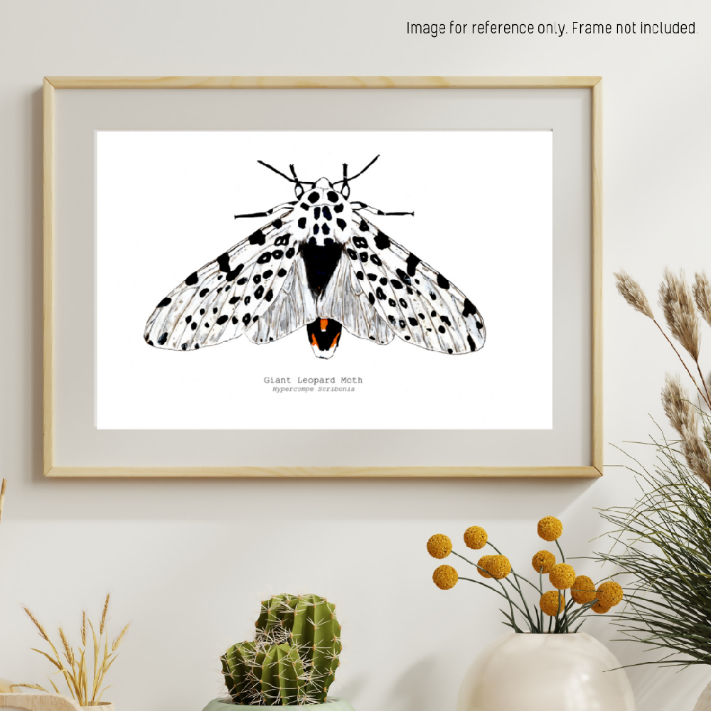 the fauna series - giant leopard moth