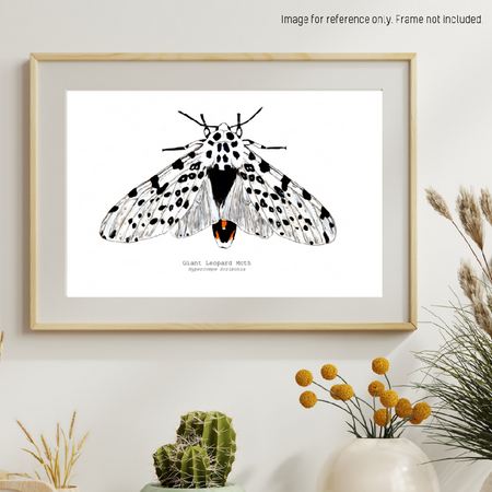 Watercolour Art Print - The Fauna Series - 'Giant Leopard Moth'