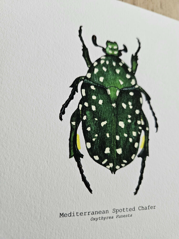 the faun series - mediterranean chafer