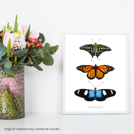 Watercolour Art Print - The Fauna Series - 'Butterfly Trio'