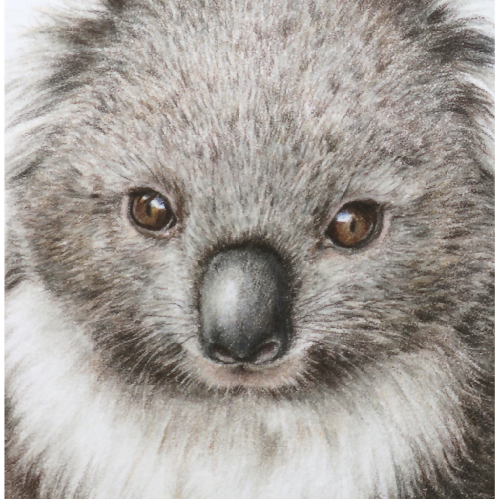 Australian-artist-illustration-wall-art-koala-closeup