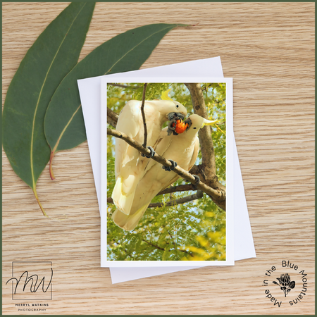 Blank Greeting Card - Sulphur-crested Cockatoos - Sharing the Love - Valentine's Day