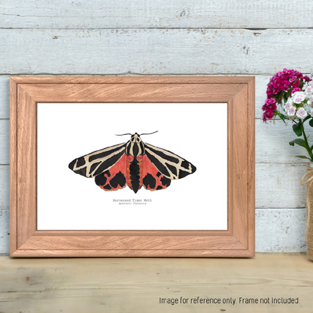 Watercolour Art Print - The Fauna Series - 'Harnessed Tiger Moth'