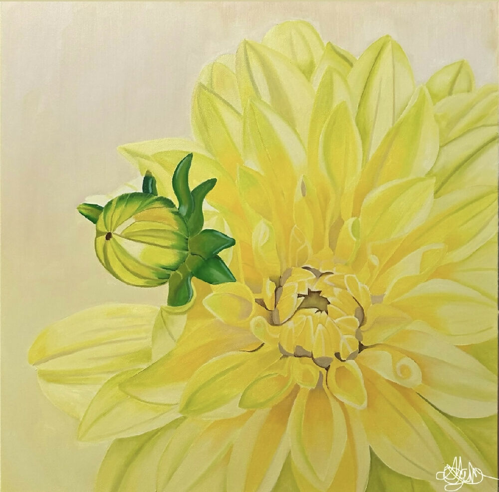 Yellow Dahlia