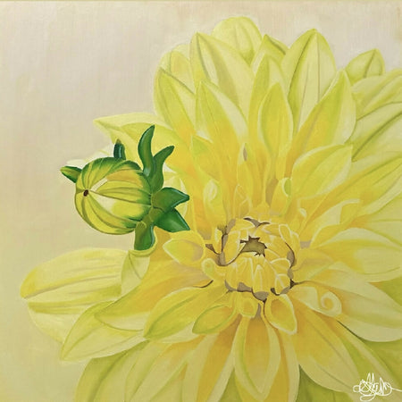 Yellow Dahlia