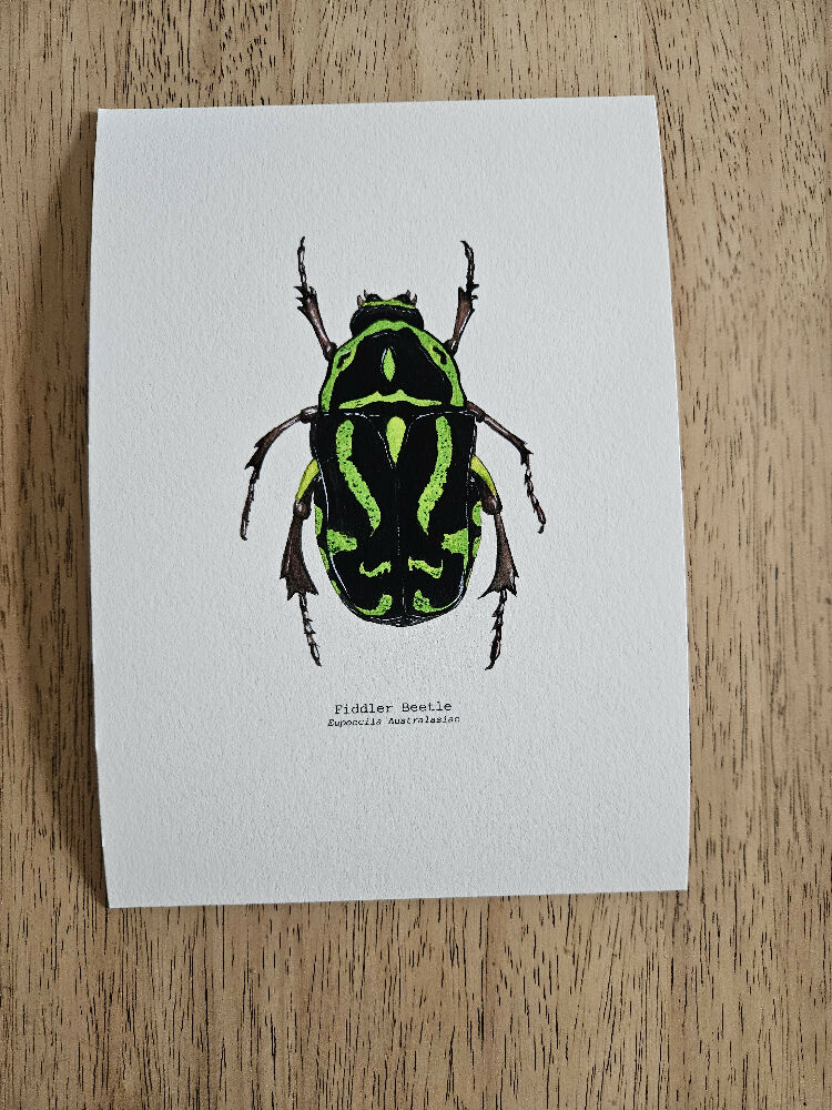 the fauna series - fiddler beetle