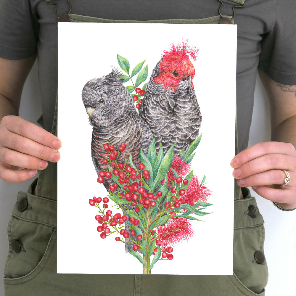 A4 art print of a couple of Gang-gang Cockatoos amongst native Australian flowers, by Australian bird artist Kayla Reay.