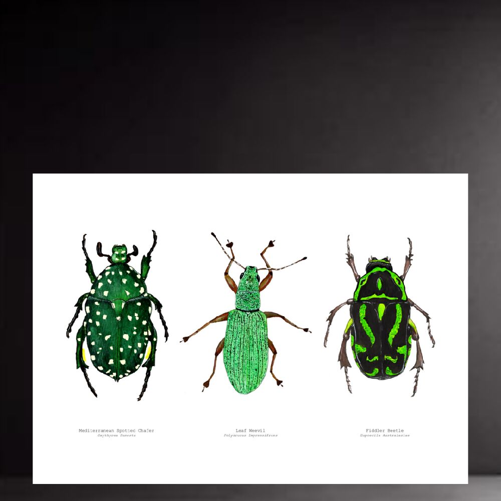 Watercolour Art Print - The Fauna Series - 'Green Bug Trio'