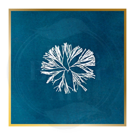 Original Kangaroo Grass Cyanotype Art Made by the Sun