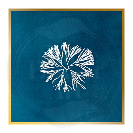 Original Coral Cyanotype Art Made by the Sun