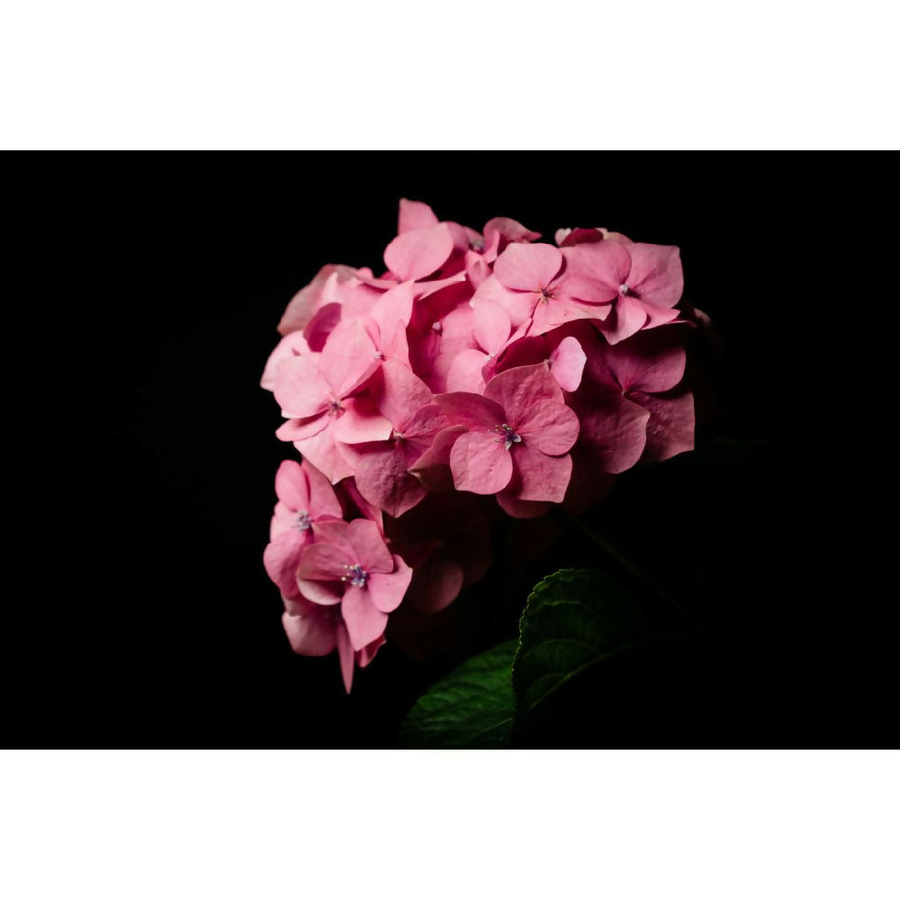 pink hydrangea fine art photo