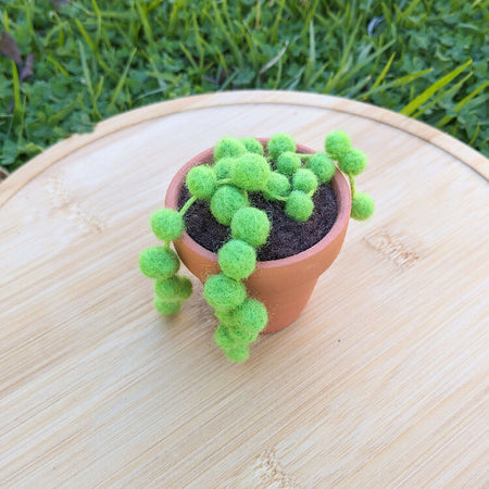 Needle Felted Succulent in Pot - String of Pearls