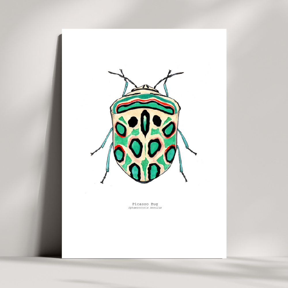 the fauna series - picasso bug