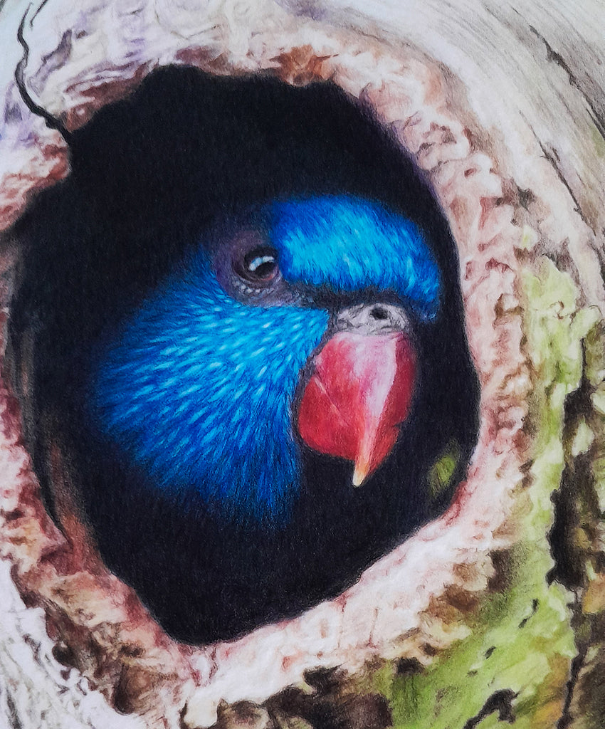 Rainbow Lorikeet | Fine Art Print "Peek A Boo" |Australian Native Bird | Wall Art