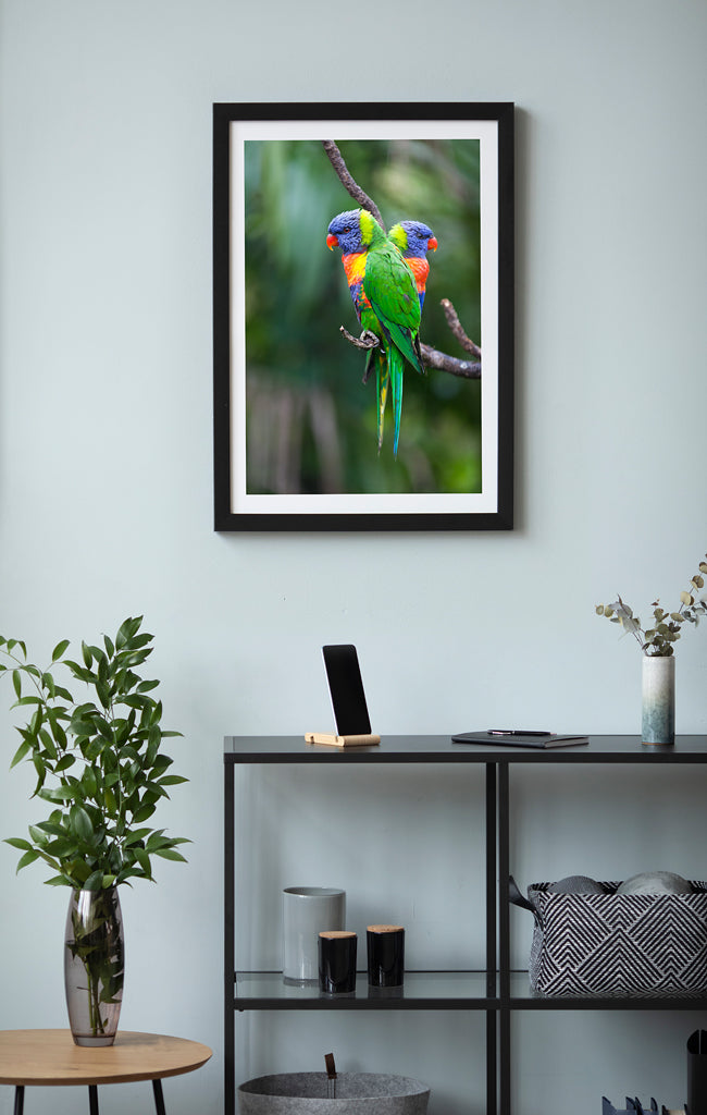 Rainbow Lorikeets | Photographic Print | Native Birds |Wall Art